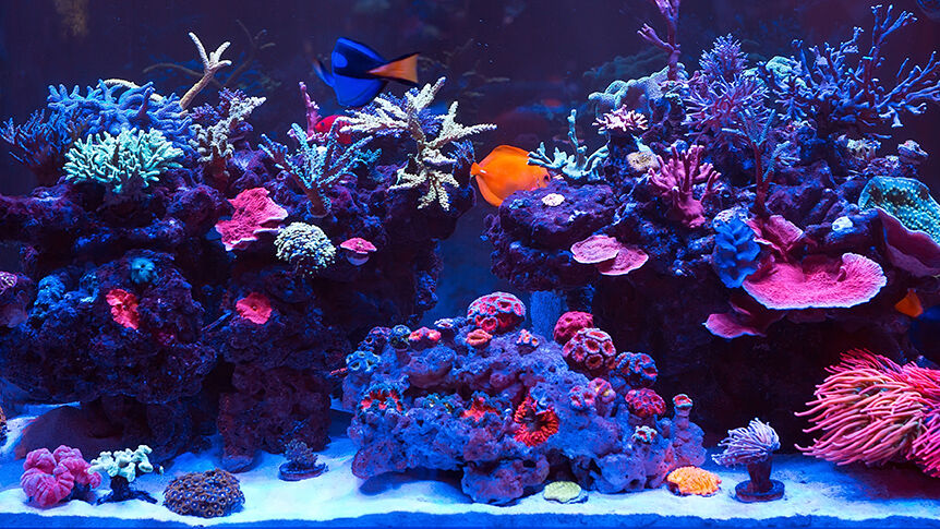 Corals in a Marine Aquarium.